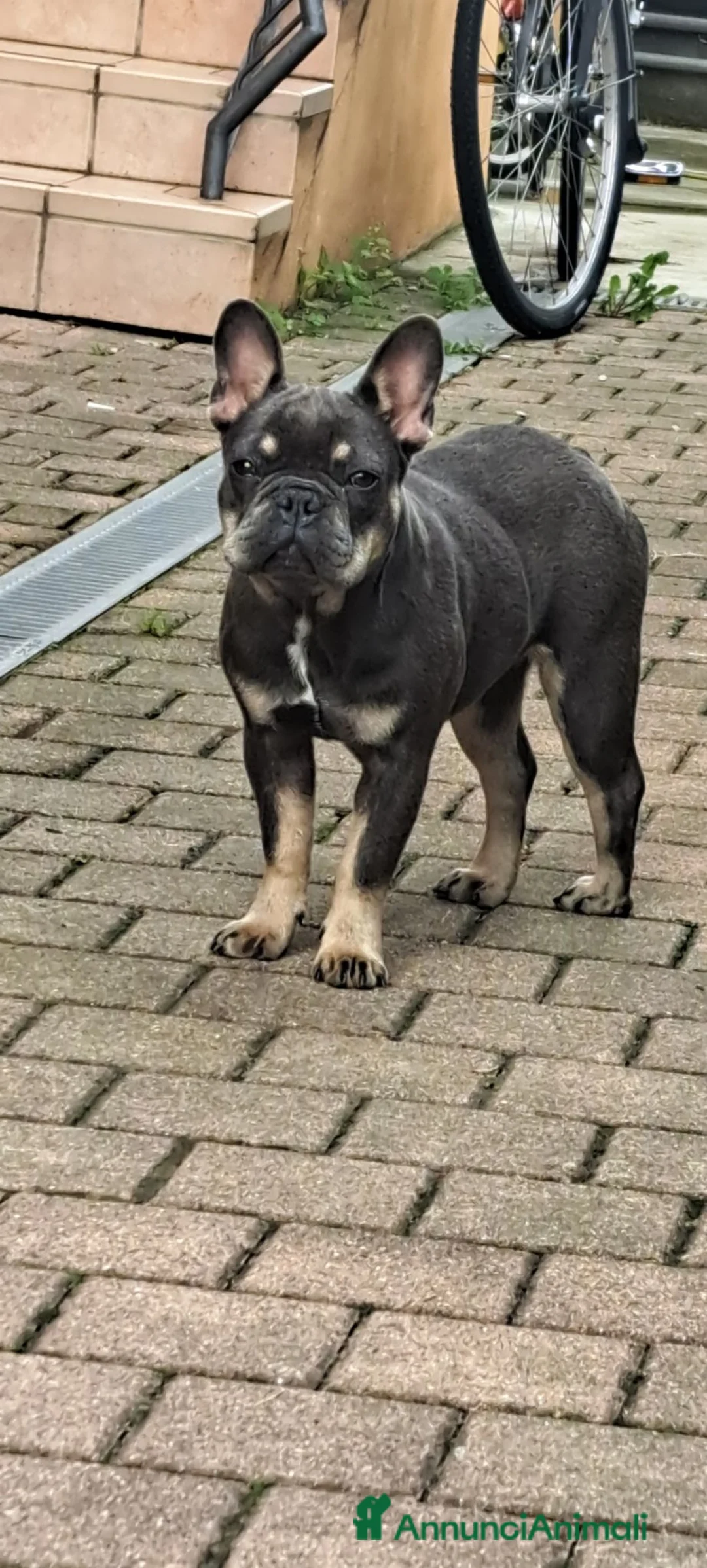 Bulldog Francese cani in vendita: Cuccioli di bulldog francese  a Provincia di Pordenone - Annuncio 1