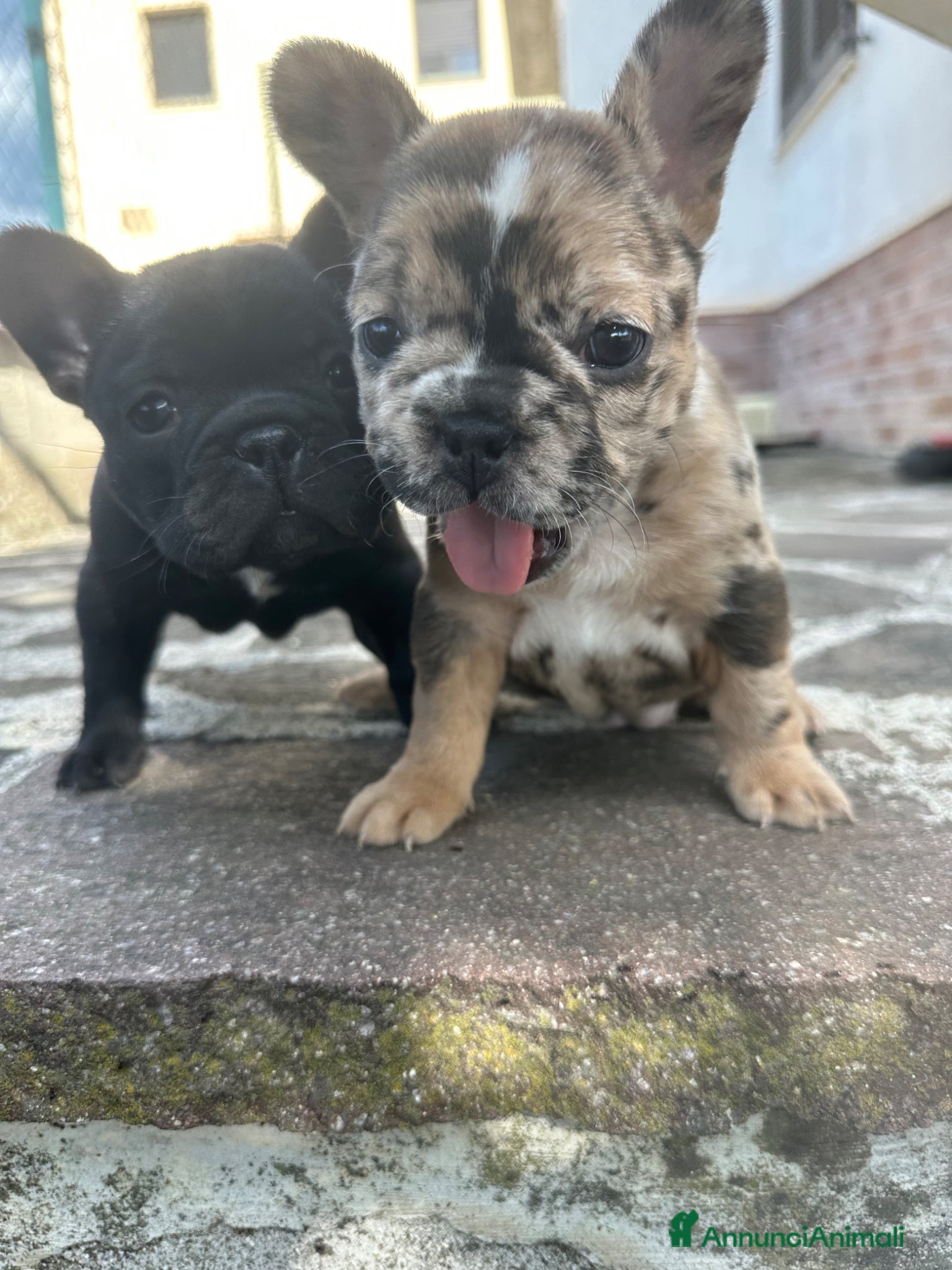 Bulldog Francese cani in vendita: bulldog francese blue occhi celesti, merlè, 2 nere - Annuncio 24