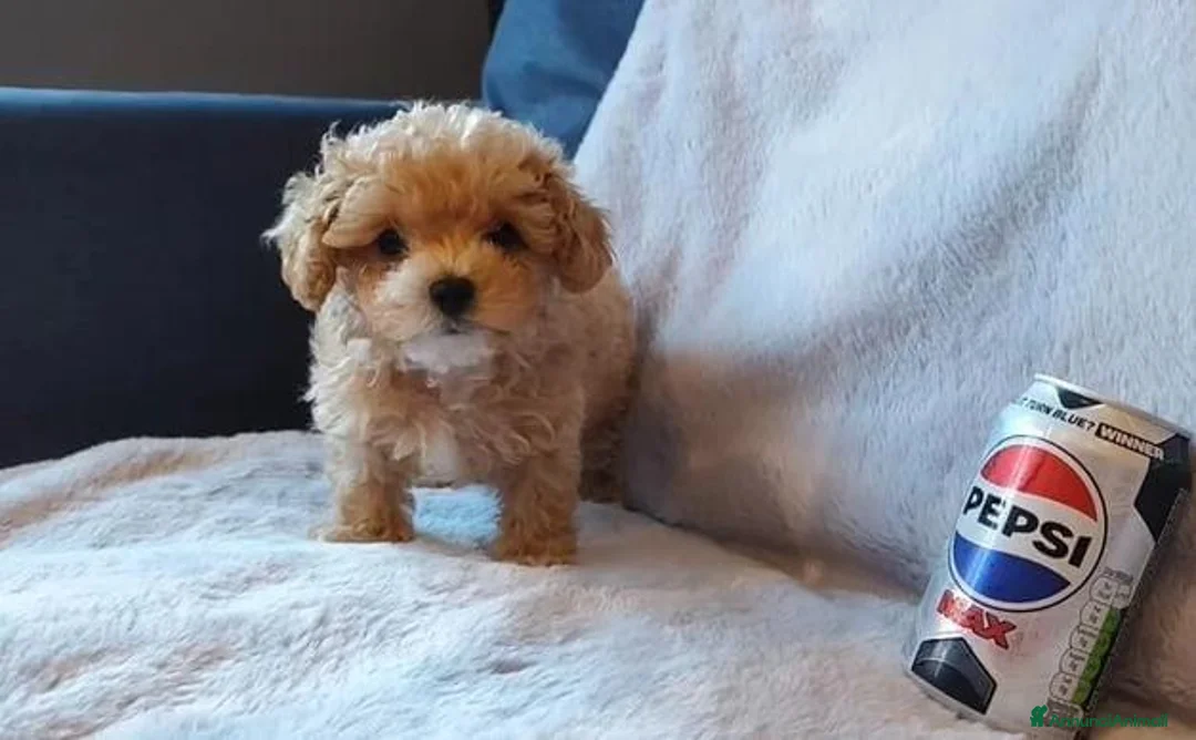 Maltipoo cani in vendita: Bellissimi Toy Maltipoo a Città metropolitana di Roma Capitale - Annuncio 2