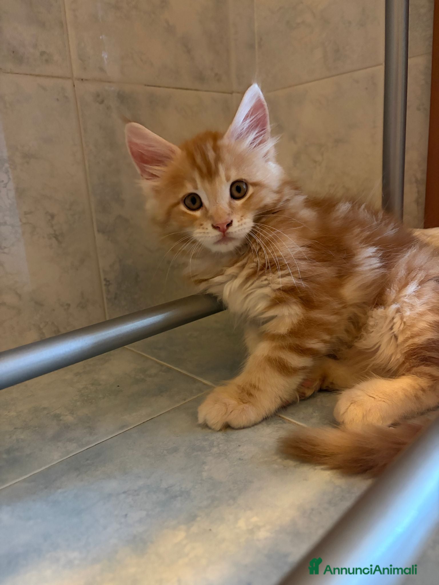 Maine Coon gatti Splendido cucciolo di maine coon  - Annuncio 5