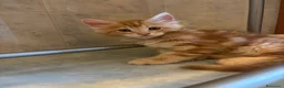 Maine Coon gatti in vendita: Splendido cucciolo di maine coon  - Annuncio 1