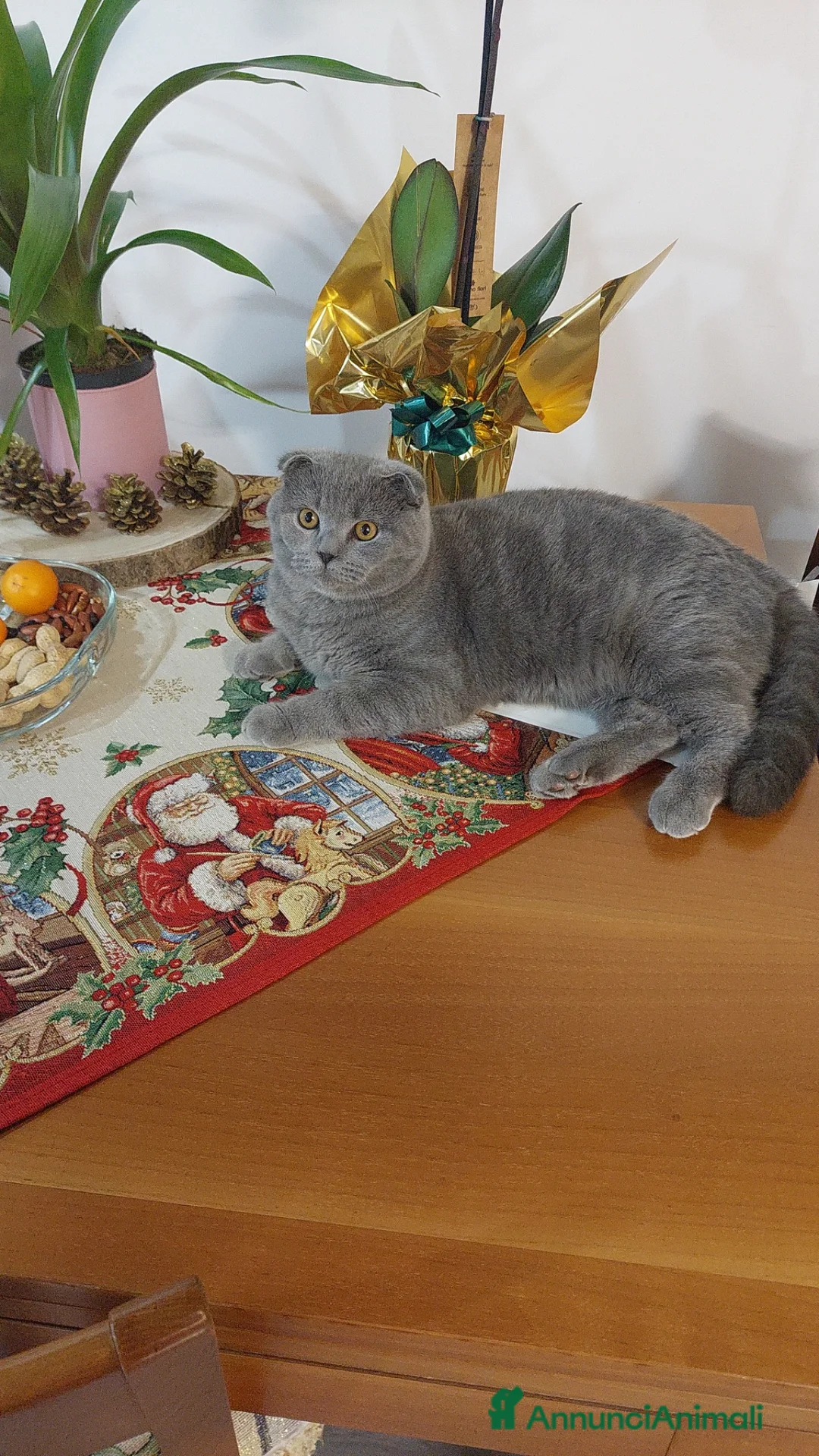 Scottish gatti in vendita: Gattini Scottish - Annuncio 2