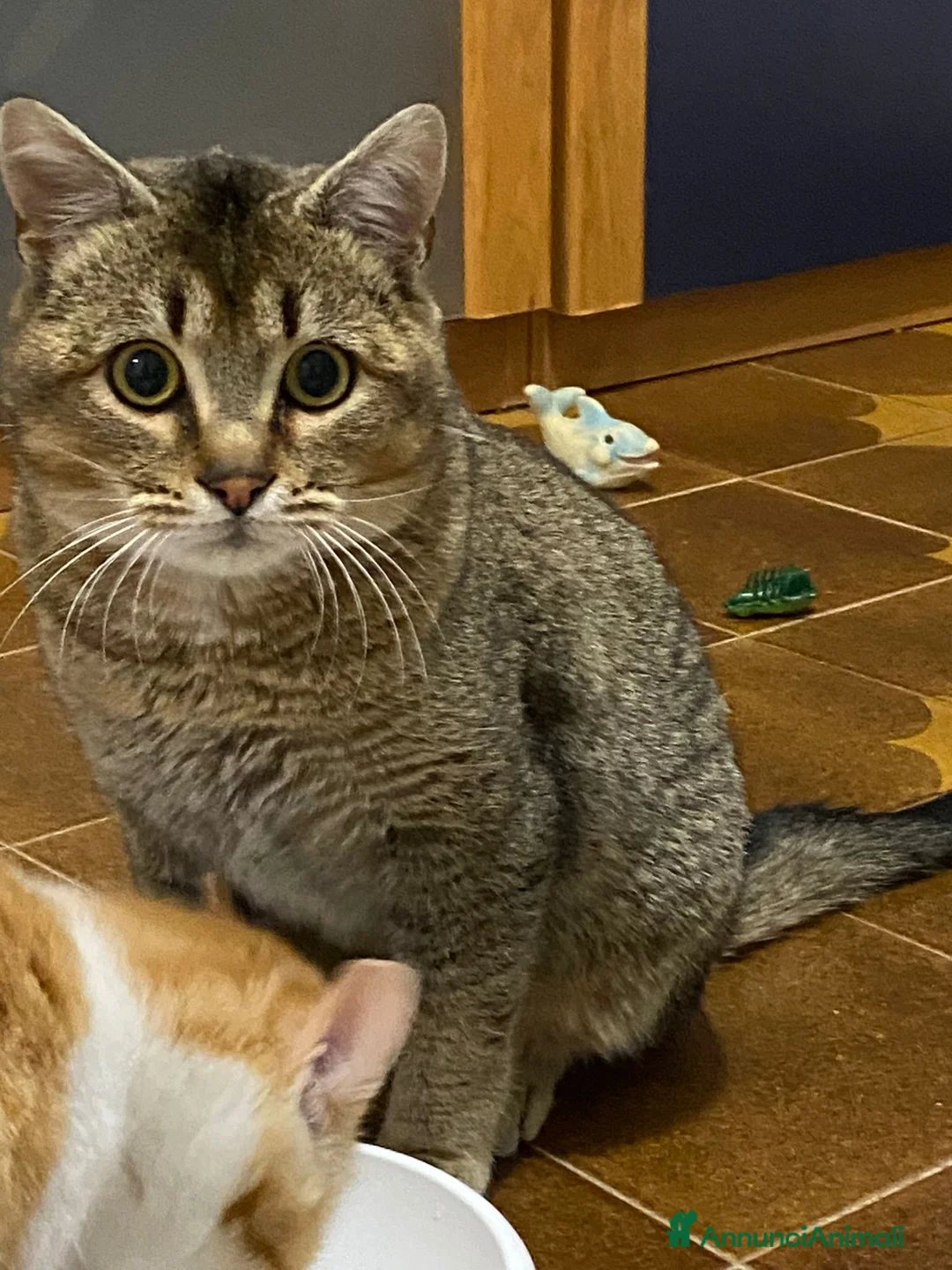 Meticcio gatti in regalo: Bibó cerca adozione del cuore - Annuncio 6