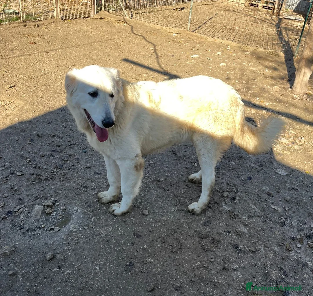 Meticcio cani in regalo: IL FANTASTICO LUCKYY a Città Metropolitana di Firenze - Annuncio 2