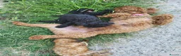 Barboncino cani in vendita: Cucciole di Barboncino - Annuncio 3