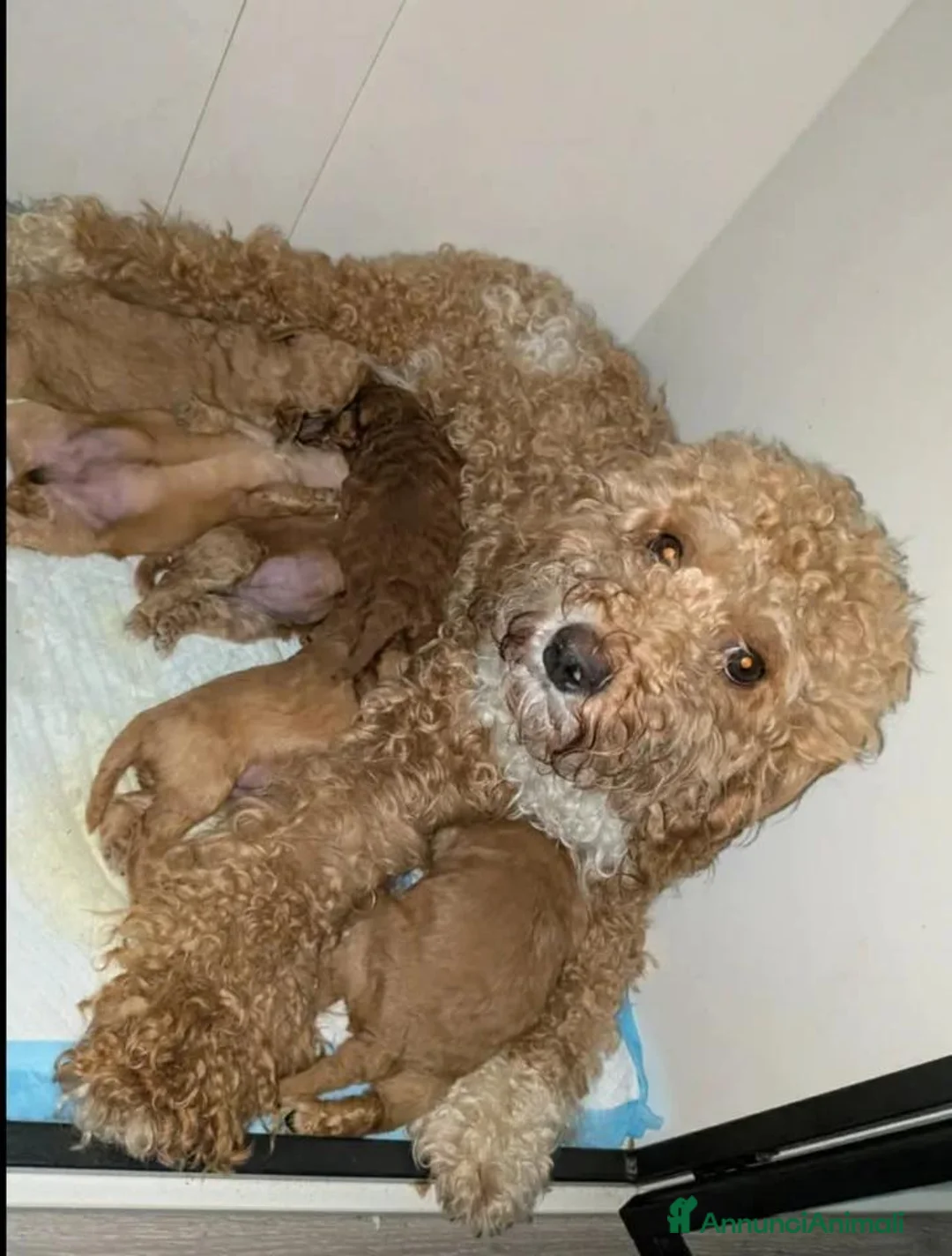Cockapoo cani in vendita: Cuccioli di Cockapoo  - Annuncio 27