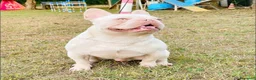Bulldog Francese cani in vendita: Cucciola di Bulldog Francese  - Annuncio 9