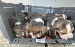 Beagle cani in vendita: BEAGLE CUCCIOLI a Province of Vercelli - Immagine 1