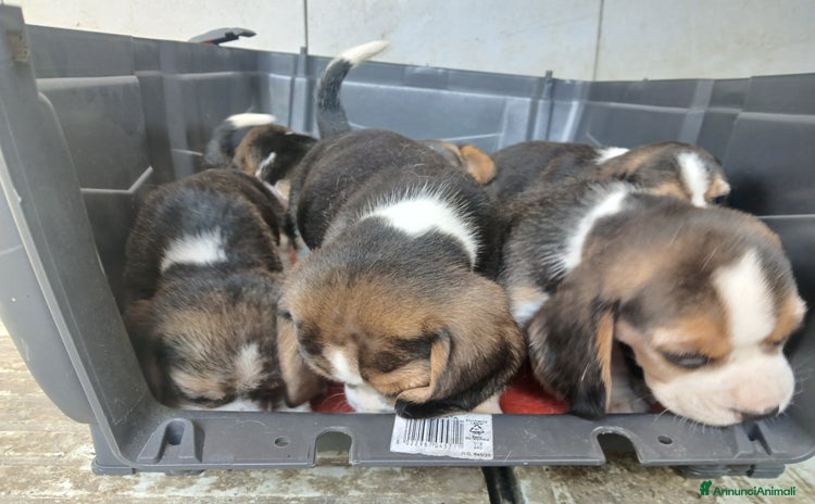Beagle cani a Province of Vercelli - Annuncio 1