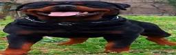 Rottweiler cani in vendita: Allevamento Rottweiler  - Annuncio 30