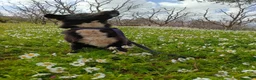 Meticcio cani in regalo: Windy, splendida ed equilibrata simil labrador - Annuncio 4