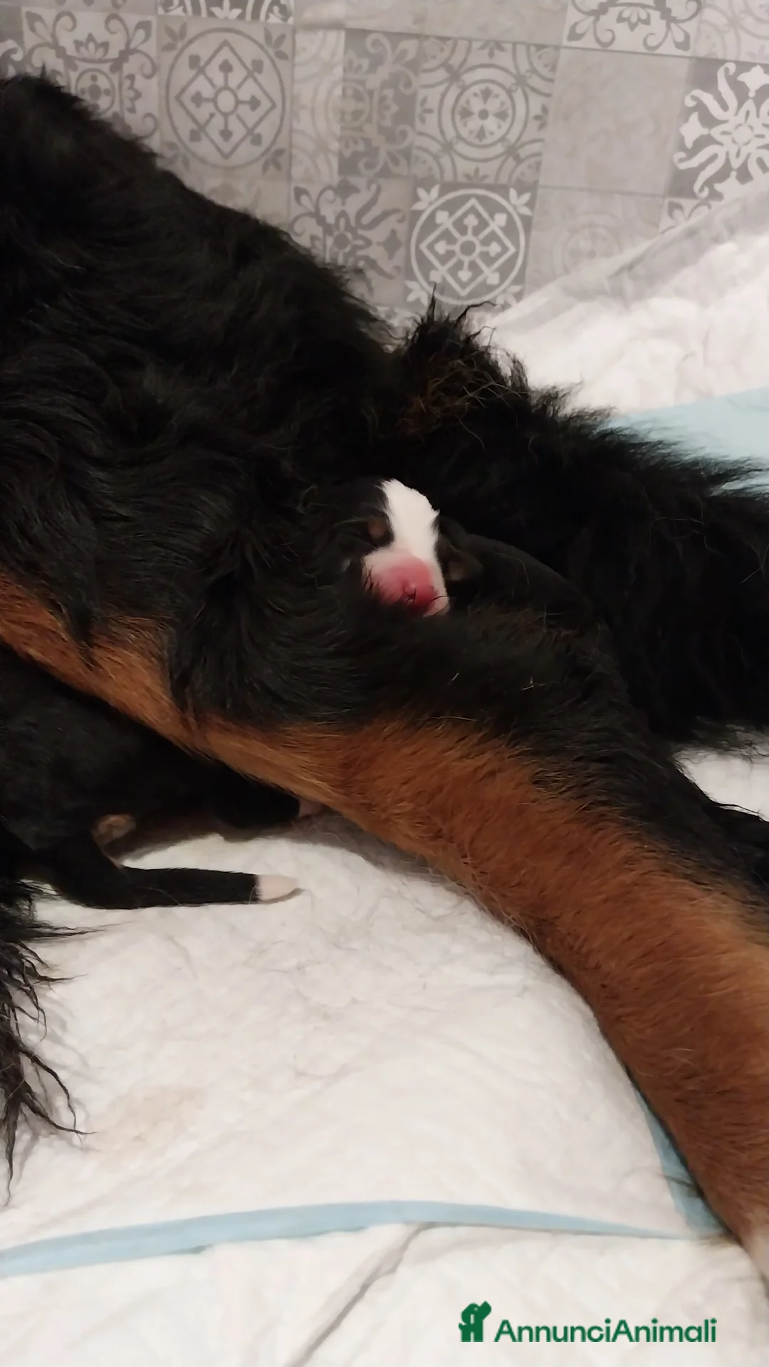 Bovaro del Bernese cani in vendita: Cuccioli bovaro del bernese liguria a Città Metropolitana di Genova - Annuncio 5