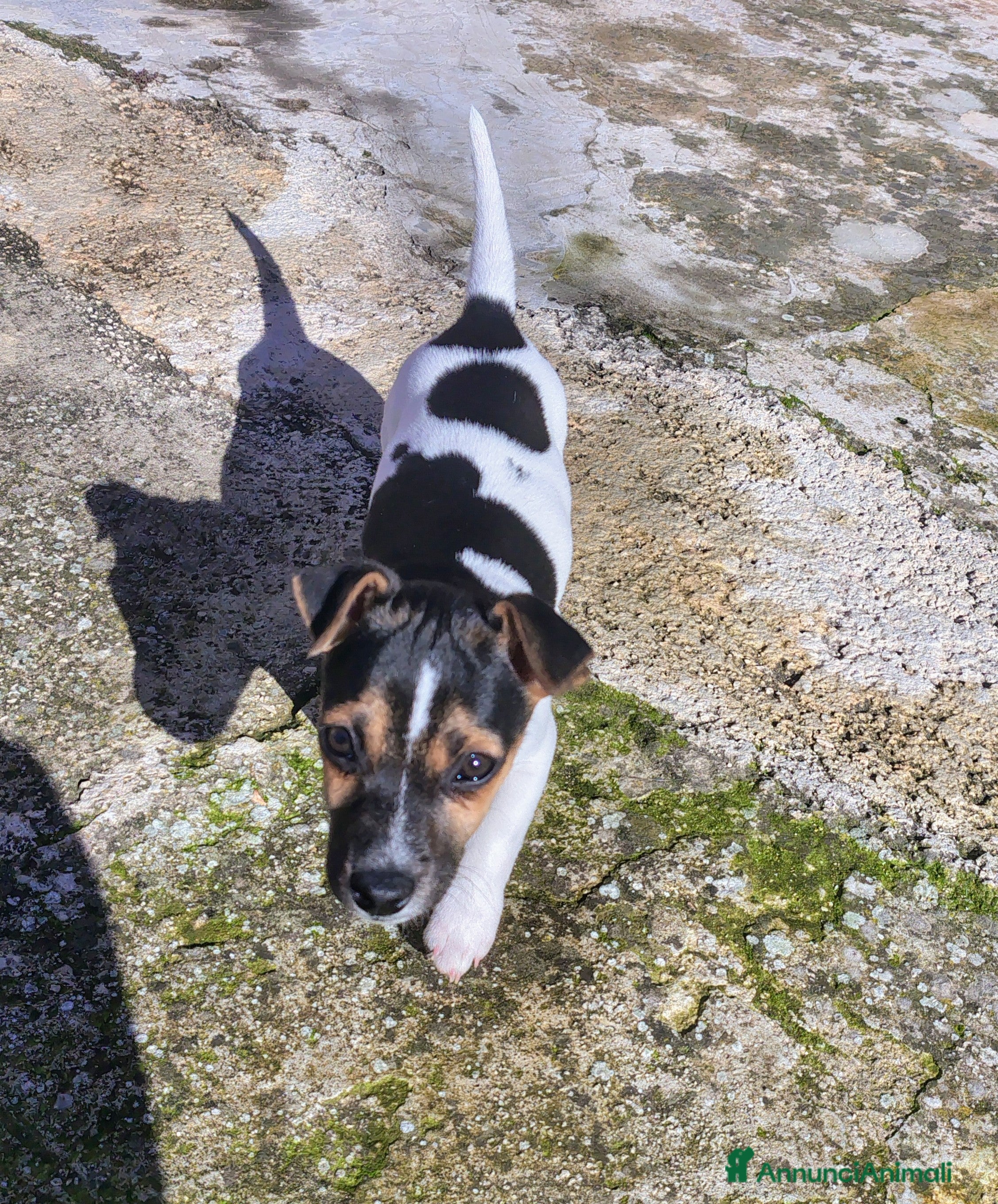 Jack Russell cani Cucciolo jack russel  - Annuncio 1