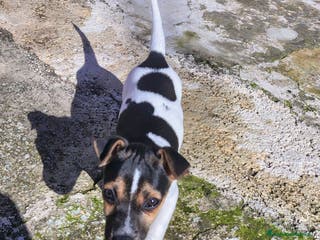 Jack Russell cani Cucciolo jack russel - Annuncio 1