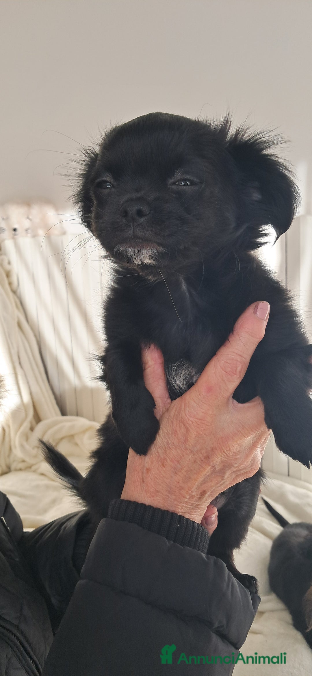 Chihuahua cani in vendita: Cucciolo chihuahua pelo lungo con pedigree enci  - Annuncio 7