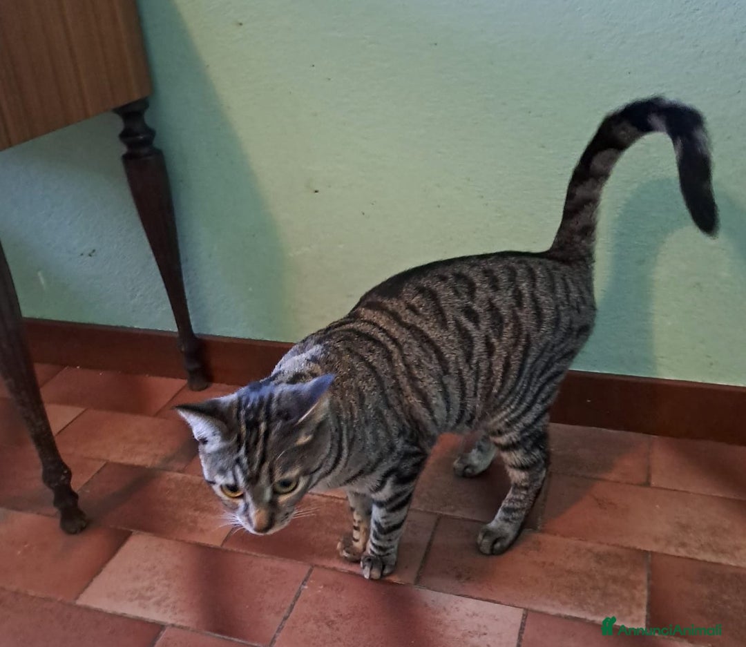 Europeo gatti in regalo: Adorabili gattini da adottare, GRACE e KEVIN! - Annuncio 4