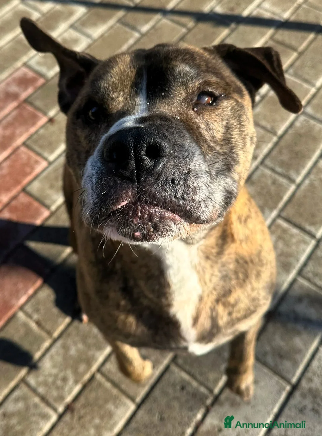 Meticcio cani in regalo: THOR PIT GENTILE - Annuncio 3