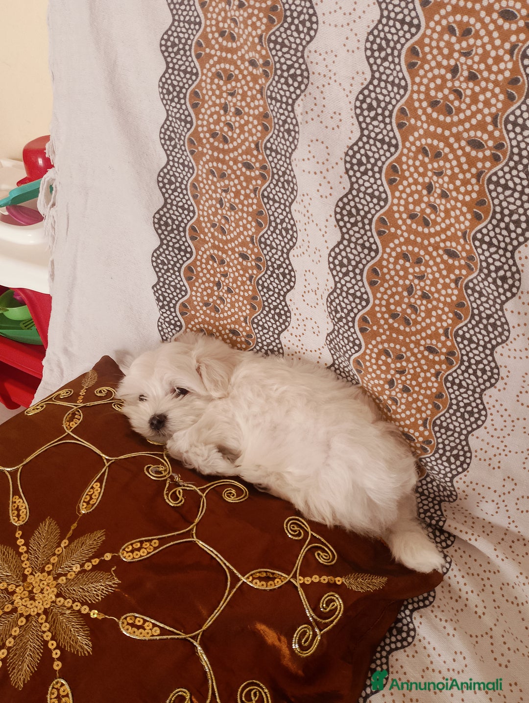 Maltese cani in vendita: Cucciolo maltese di appena 2 mesi sverminato  - Annuncio 1