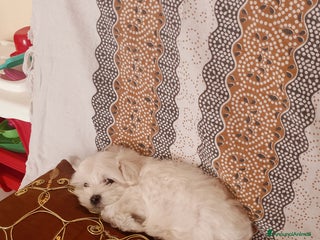 Maltese cani Cucciolo maltese di appena 2 mesi sverminato - Annuncio 33