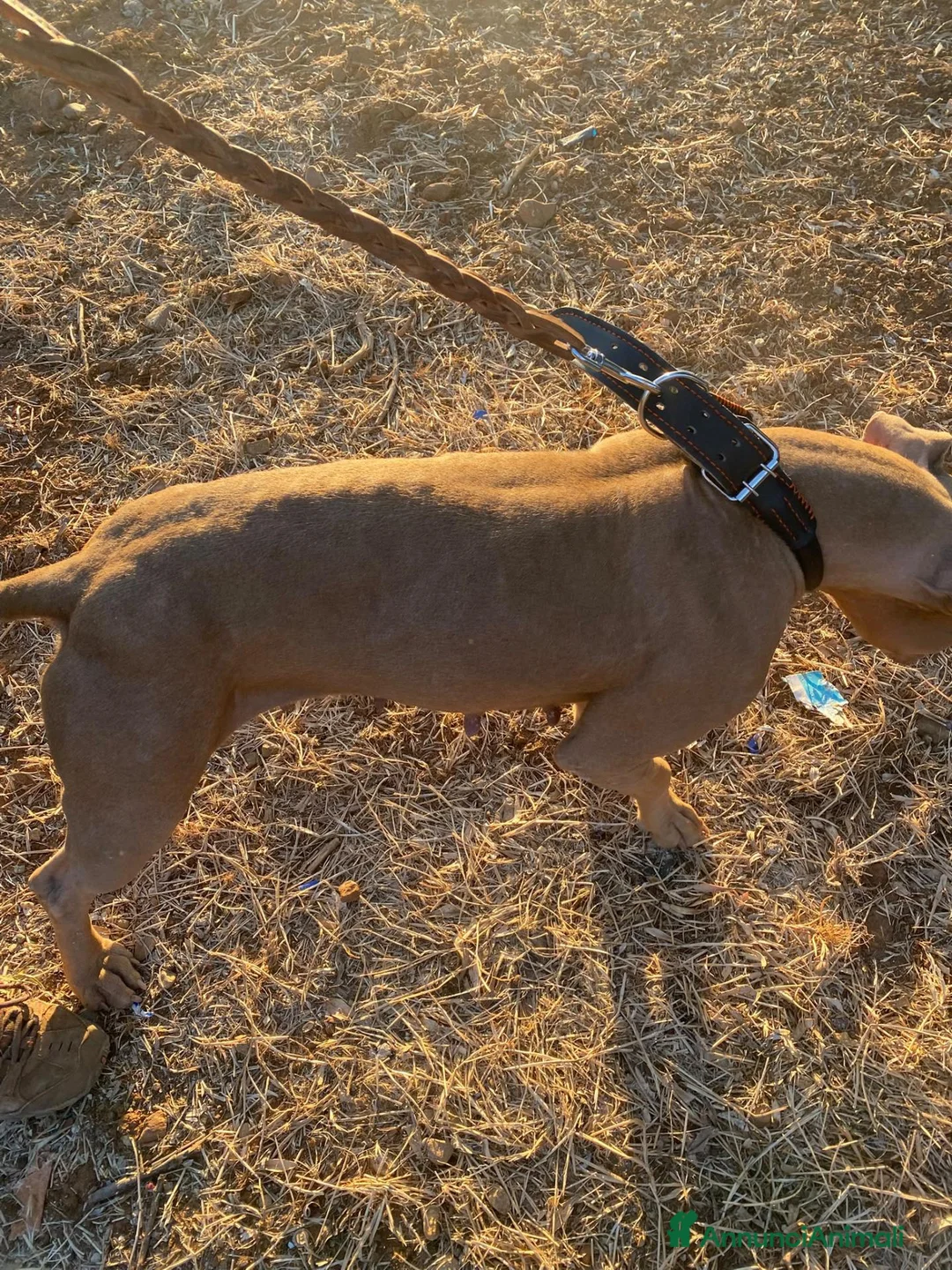 Pitbull cani in regalo: Pitbull Red Nose femmina 2/3anni salvata COSENZA - Annuncio 6