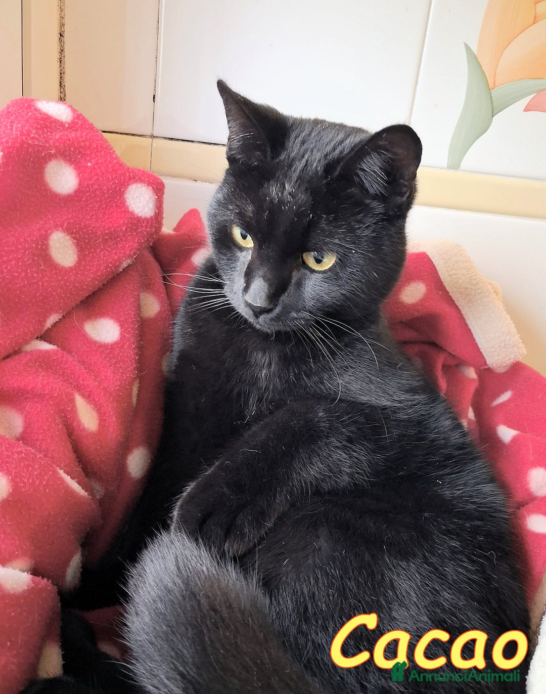 Europeo gatti in regalo: CACAO IL GATTINO PIU DOLCE CHE CI SIA - Annuncio 4