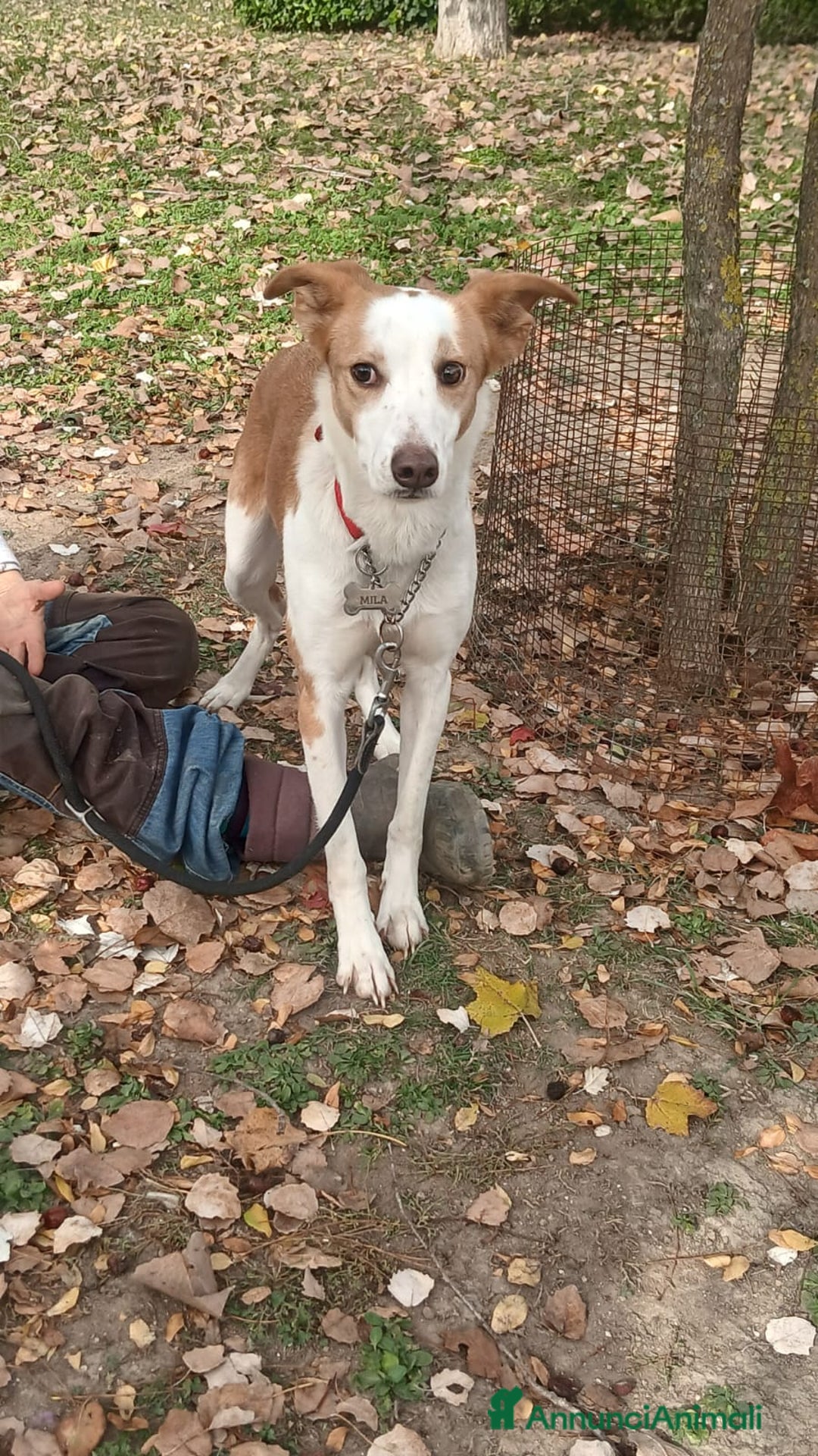 Meticcio cani in regalo: MILA TG MEDIO PICCOLA CERCA UNA VERA CASA - Annuncio 1