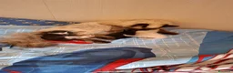 Meticcio gatti in regalo: regalo gattino  a Provincia di Latina - Annuncio 2