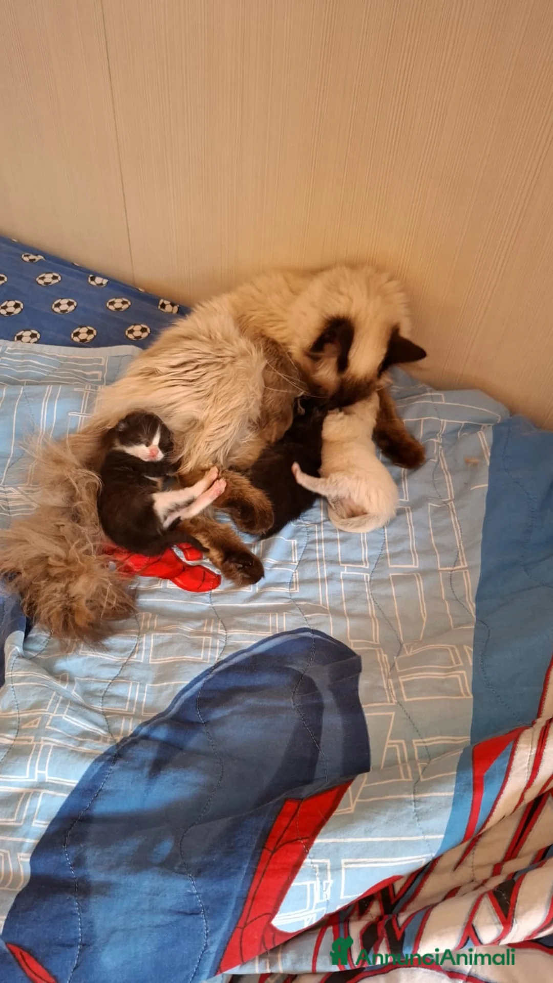 Meticcio gatti in regalo: regalo gattino  a Provincia di Latina - Annuncio 2