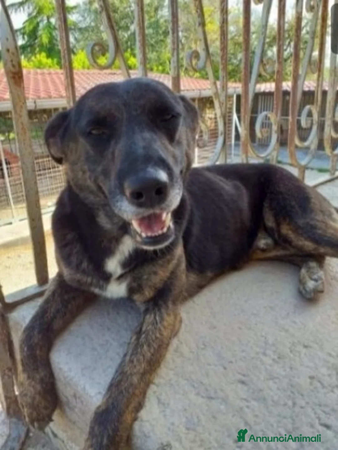 Meticcio cani in regalo: Elvis 4/5anni anonimo in canile.PUGLIA SOS a Città Metropolitana di Milano - Annuncio 5