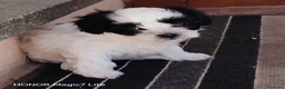 Meticcio cani in vendita: Cuccioli Incrocio tra ShihTsu e Maltese - Annuncio 4