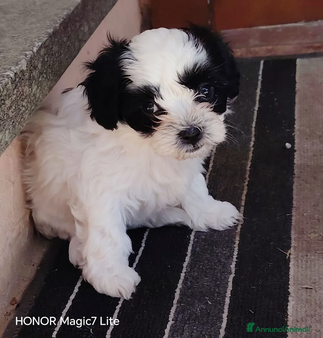 Meticcio cani in vendita: Cuccioli Incrocio tra ShihTsu e Maltese - Annuncio 4