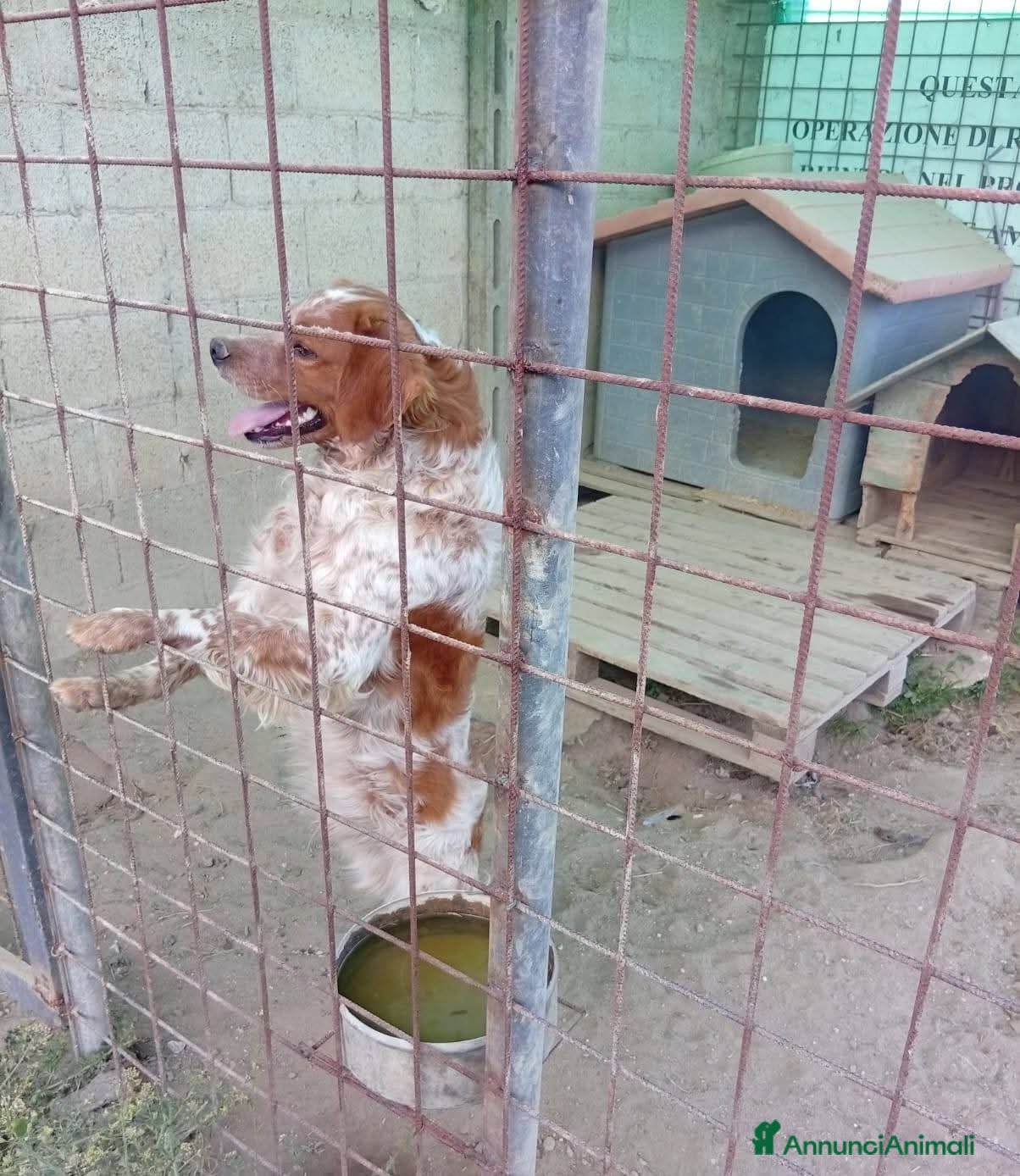 Breton cani in regalo: ADOZ.💔URGENTE!: vive nel fango di un box! - Annuncio 1