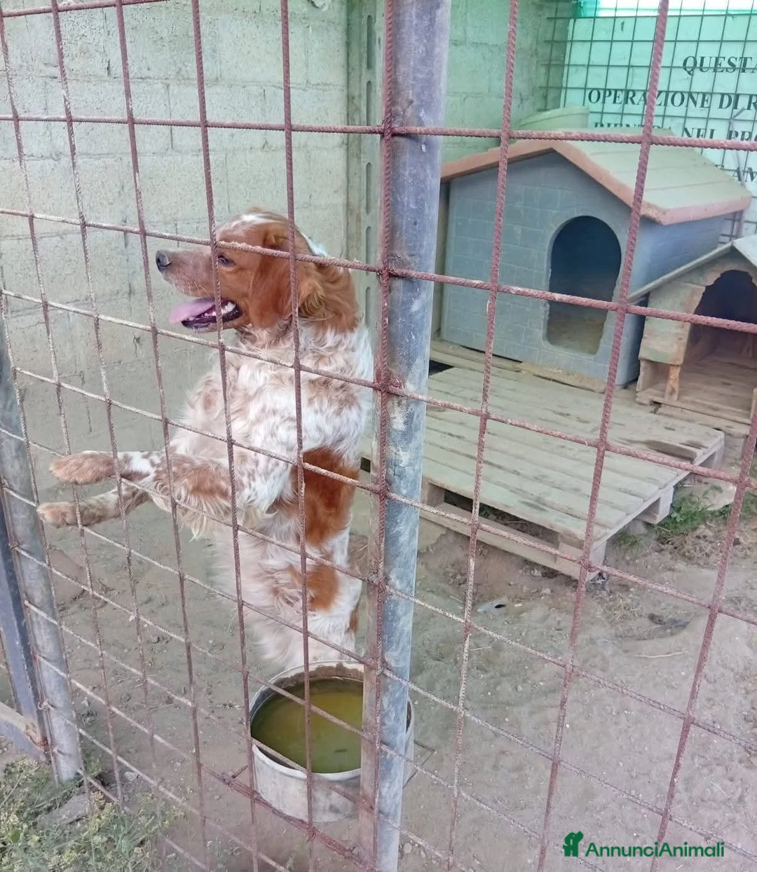 Breton cani in regalo: ADOZ.💔URGENTE!: vive nel fango di un box! - Annuncio 1