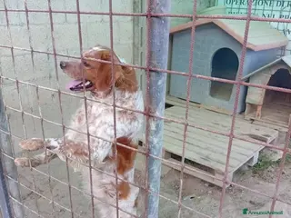 Breton cani in regalo: ADOZ.💔URGENTE!: vive nel fango di un box! - Annuncio 1