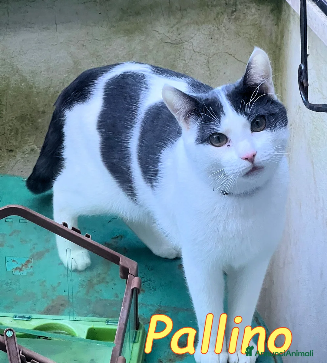Europeo gatti in regalo: ADOZIONE URGENTE PER PALLINO - Annuncio 6