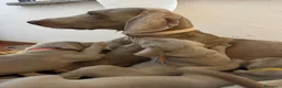 Weimaraner cani in vendita: Cucciolo di Weimaraner - Annuncio 9