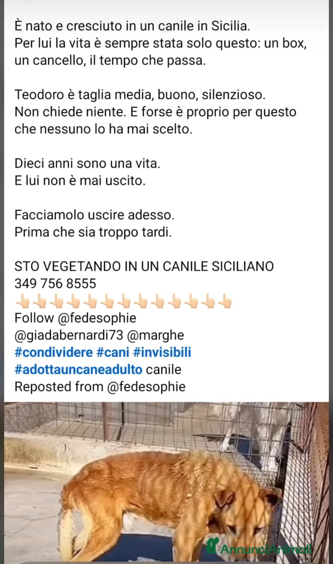 Meticcio cani in regalo: ADOZ.DEL 💔: povero cane! MAI USCITO DAL CANILE!!! - Annuncio 2