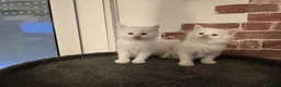 Maine Coon gatti in vendita: Cuccioli Maine Coon linea Russa a Ente di decentramento regionale di Udine - Annuncio 8