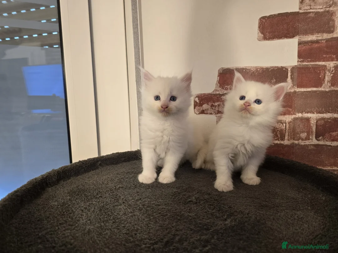 Maine Coon gatti in vendita: Cuccioli Maine Coon linea Russa a Ente di decentramento regionale di Udine - Annuncio 8