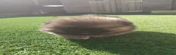 Volpino Pomerania cani in vendita: Bellissimi Cuccioli di Pomerania  a Città metropolitana di Milano - Annuncio 6