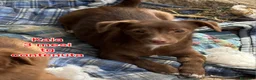 Meticcio cani in regalo: Cuccioli tenerissimi senza casa  a Provincia di Modena - Annuncio 4
