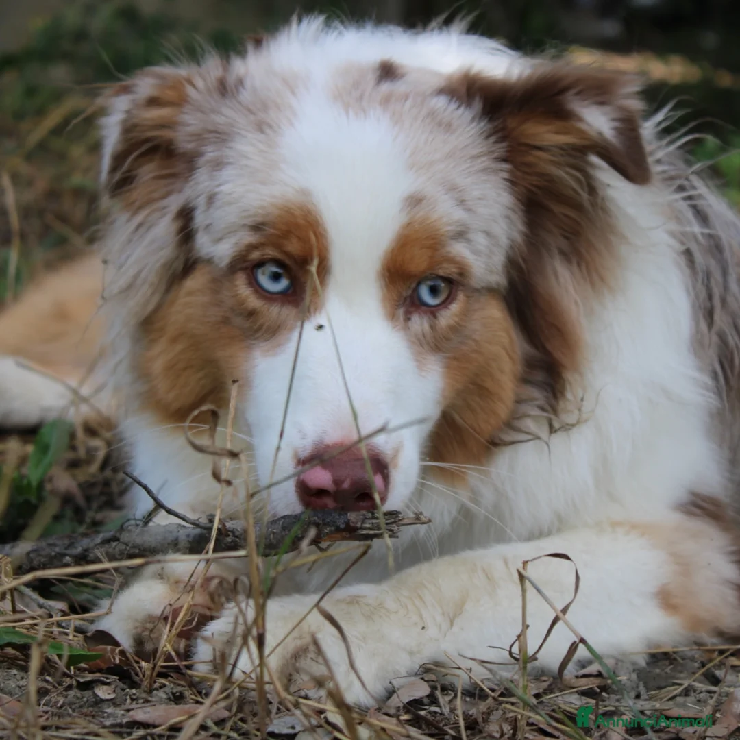 Immagine della galleria {{count}}