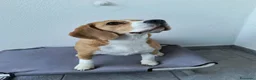 Beagle cani in vendita: Beagle femmina a Città metropolitana di Roma Capitale - Annuncio 1