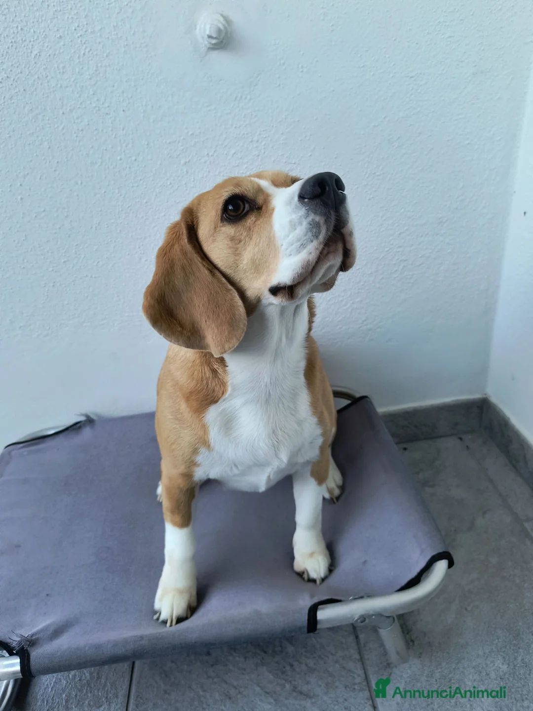Beagle cani in vendita: Beagle femmina a Città metropolitana di Roma Capitale - Annuncio 1