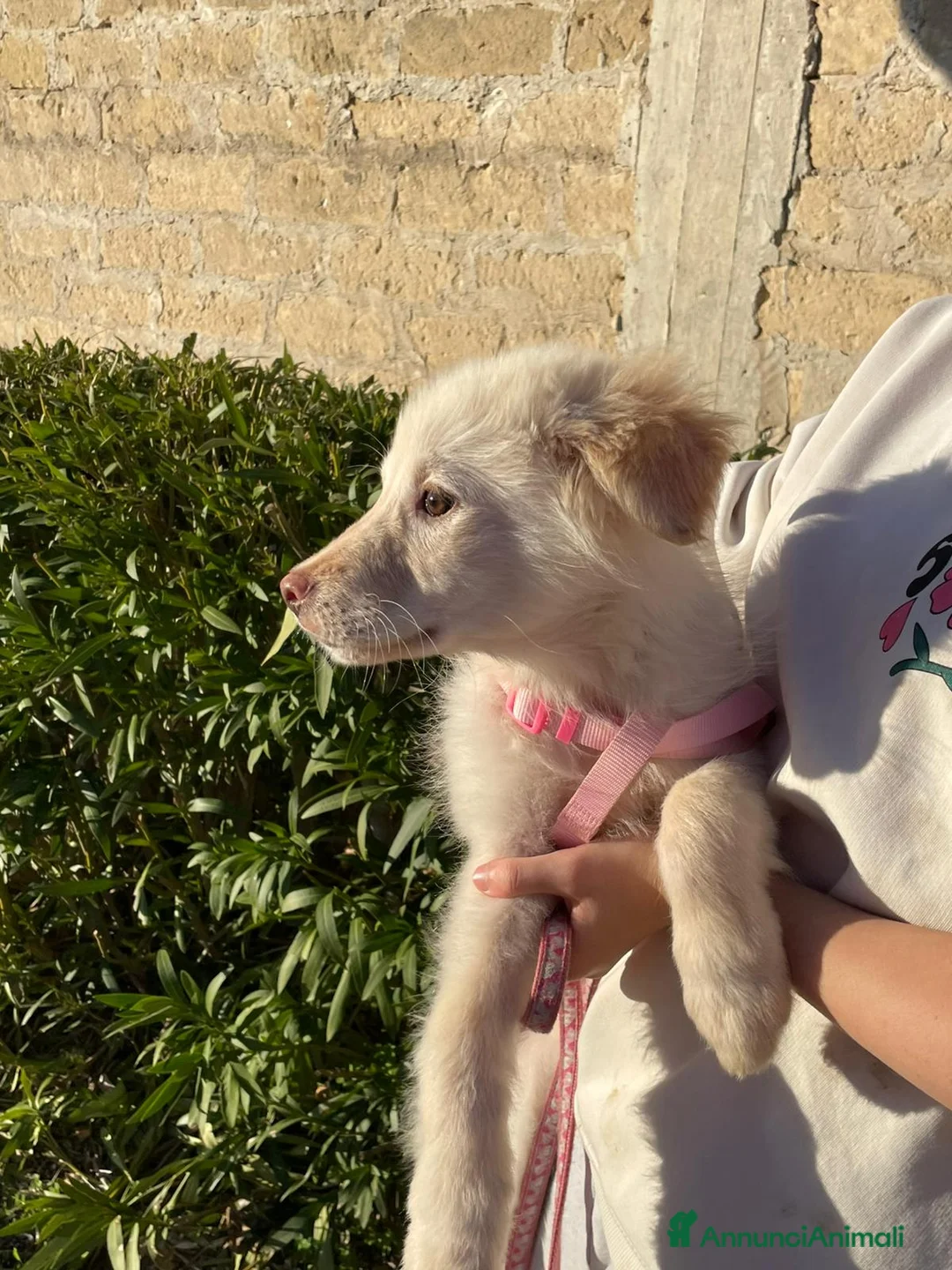 Meticcio cani in regalo: Ninfa, la cucciola rimasta sola - Annuncio 5