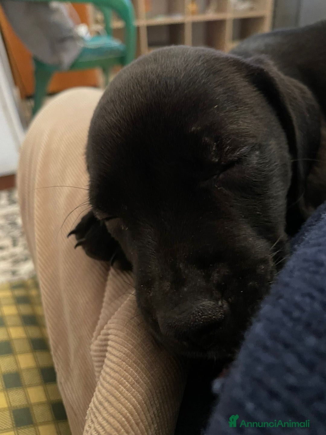 Meticcio cani in vendita: Vendita cucciola - Annuncio 3