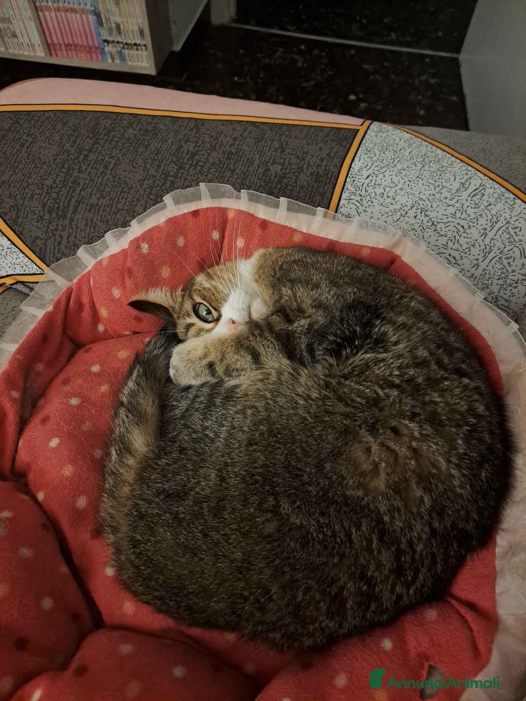 Altre razze gatti in regalo: Gattini desiderosi di trovare famiglia  - Annuncio 13