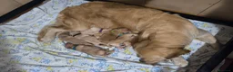 Golden Retriever cani in vendita: Cuccioli di Golden retriever con pedigree ENCI  - Annuncio 15