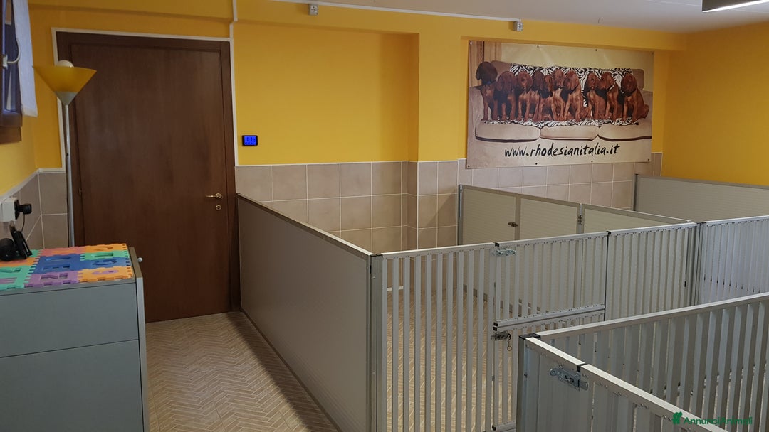 Immagine della galleria {{count}}