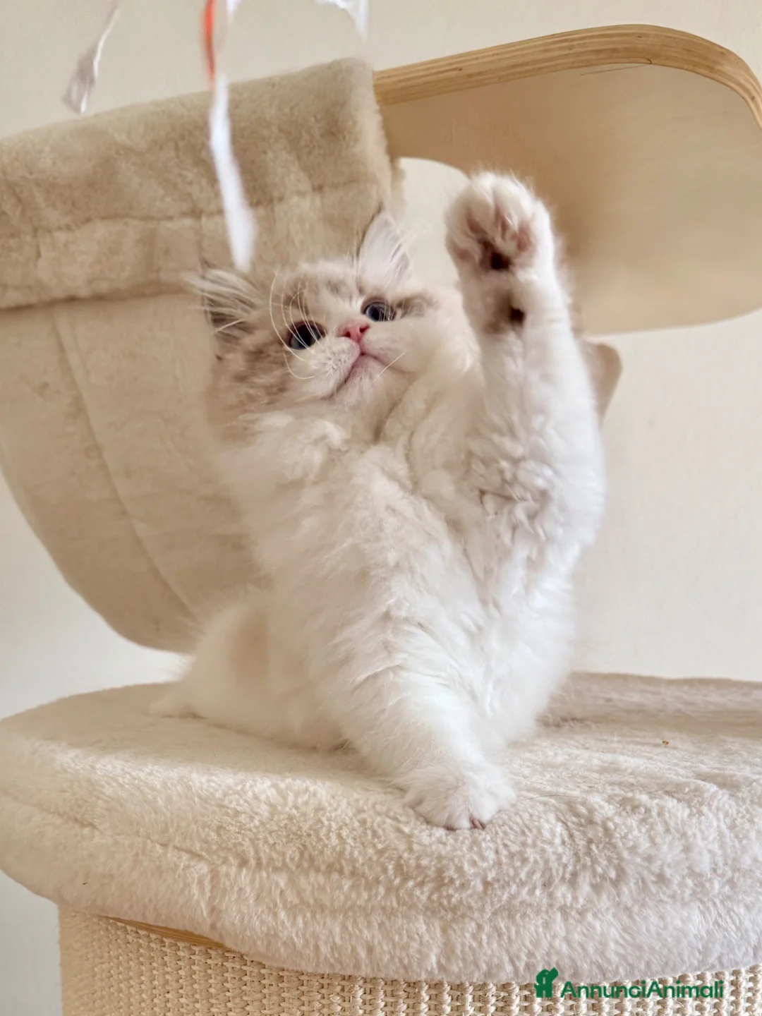 Siberiano gatti in vendita: Gattini siberiani e Neva Masquerade  - Annuncio 2